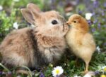 Ein Kaninchen und ein Küken zusammen auf einer Wiese.
