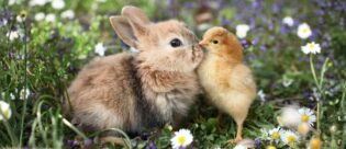 Ein Kaninchen und ein Küken zusammen auf einer Wiese.