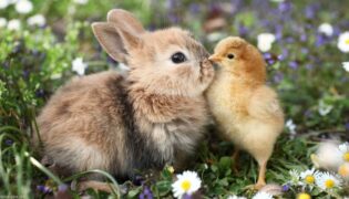Ein Kaninchen und ein Küken zusammen auf einer Wiese.