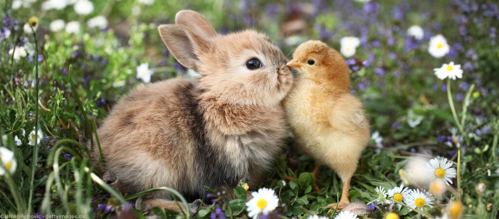 Ein Kaninchen und ein Küken zusammen auf einer Wiese.