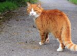 Orangene Freigänger-Katze auf einem Spazierweg.