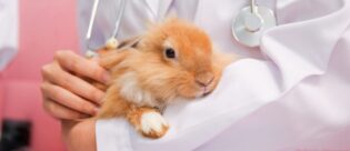 Kaninchen beim Arzt.