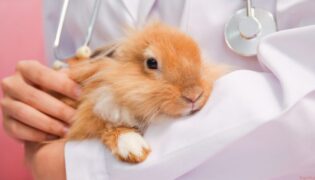 Kaninchen beim Arzt.