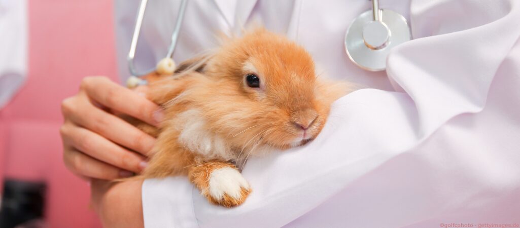 Kaninchen beim Arzt.