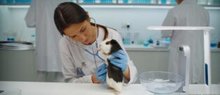 Meerschweinchen wird von einer Ärztin untersucht.