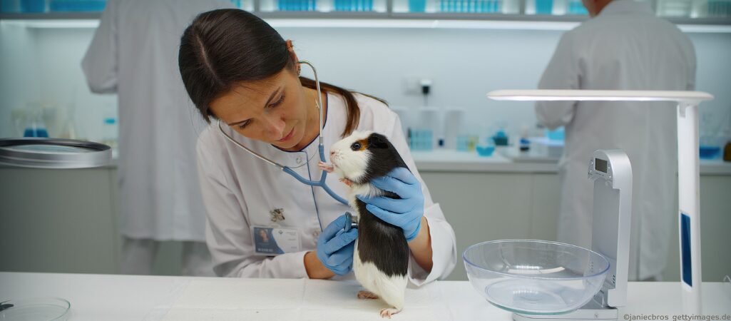 Meerschweinchen wird von einer Ärztin untersucht.