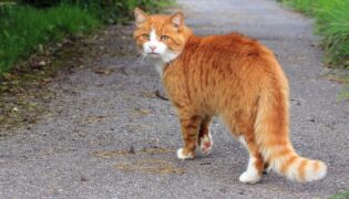 Orangene Freigänger-Katze auf einem Spazierweg.