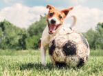 Hund mit Fußball.