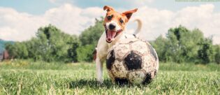 Hund mit Fußball.