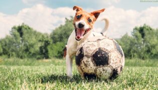 Hund mit Fußball.