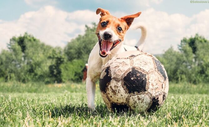 Hund mit Fußball.