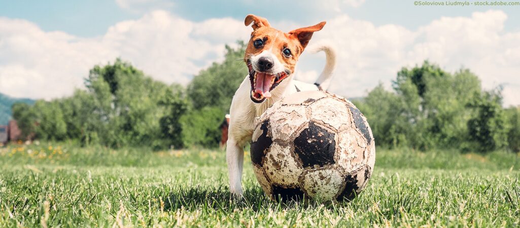 Hund mit Fußball.