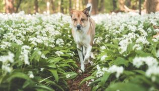 Hund läuft durch Wiese mit Bärlauch.