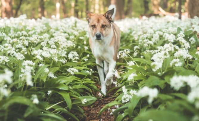 Hund läuft durch Wiese mit Bärlauch.