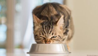 Katze frisst selbstgemachtes Futter.