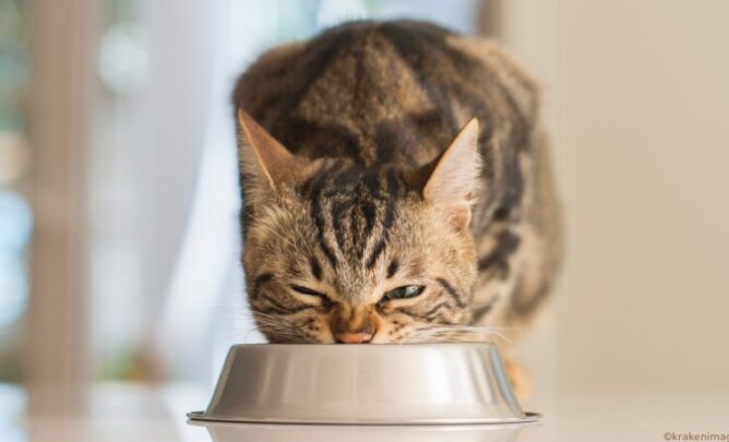 Katze frisst selbstgemachtes Futter.