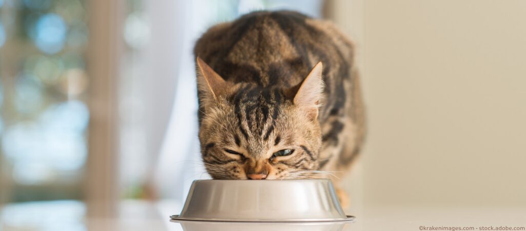 Katze frisst selbstgemachtes Futter.