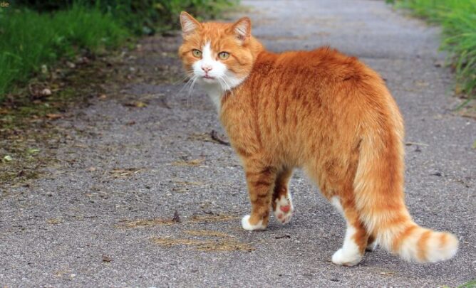 Orangene Freigänger-Katze auf einem Spazierweg.
