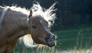 Pferd mit Headshaking.