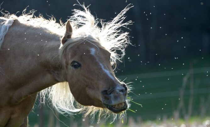 Pferd mit Headshaking.