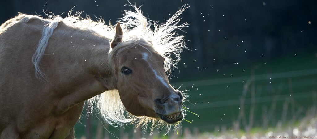 Pferd mit Headshaking.