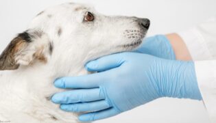 Megaösophagus beim Hund.