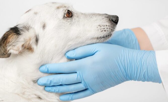 Megaösophagus beim Hund.