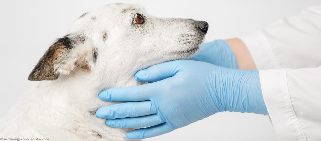 Megaösophagus beim Hund.