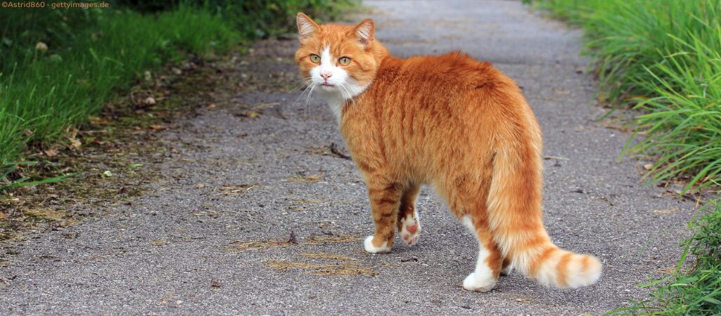 Orangene Freigänger-Katze auf einem Spazierweg.