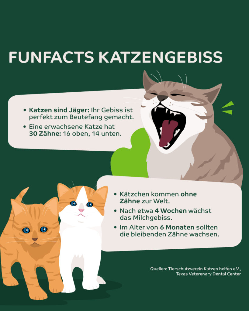 Infografik: Katzengebiss