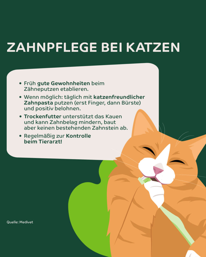 Infografik: Zahnpflege bei Katzen