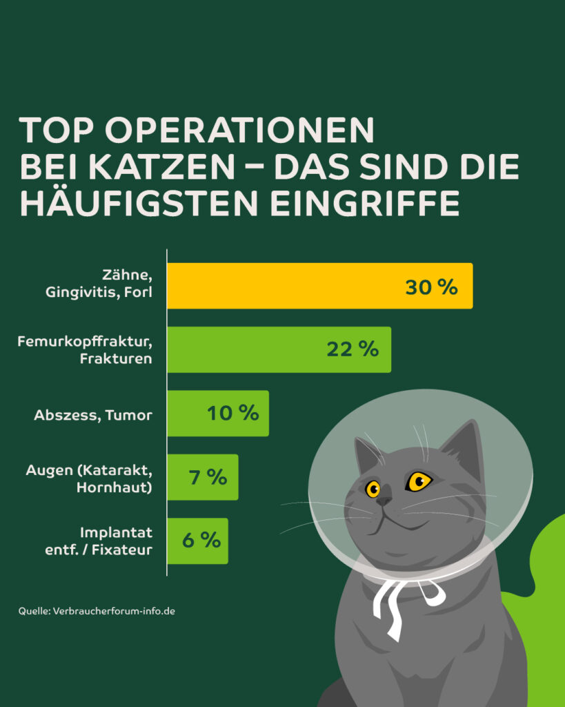 Infografik: Top OPs bei Katzen