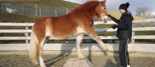 Pferd beim Crosstraining.