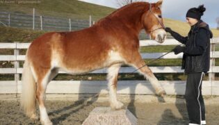 Pferd beim Crosstraining.