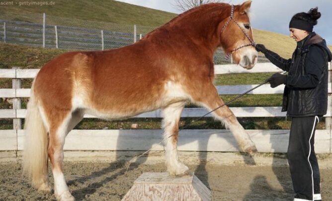 Pferd beim Crosstraining.