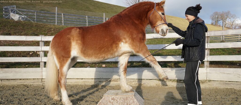 Pferd beim Crosstraining.