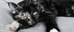 Katze mit Vitiligo.