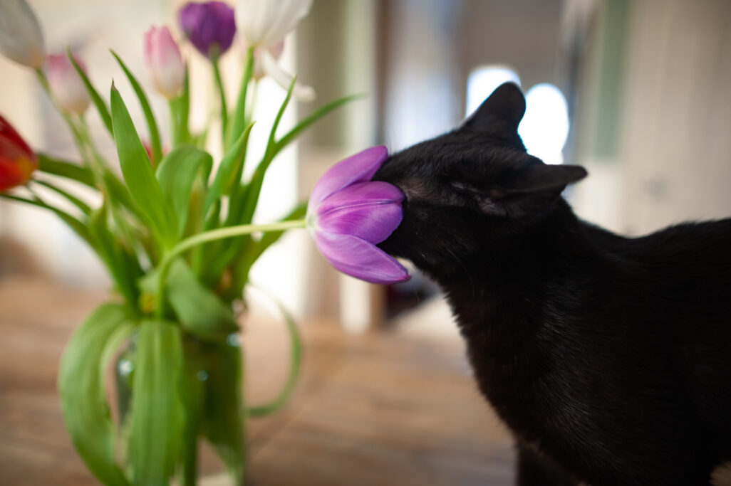 Neugierige schwarze Katze schnuppert an einer Tulpe.