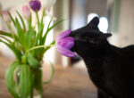 Neugierige schwarze Katze schnuppert an einer Tulpe.