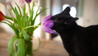 Neugierige schwarze Katze schnuppert an einer Tulpe.