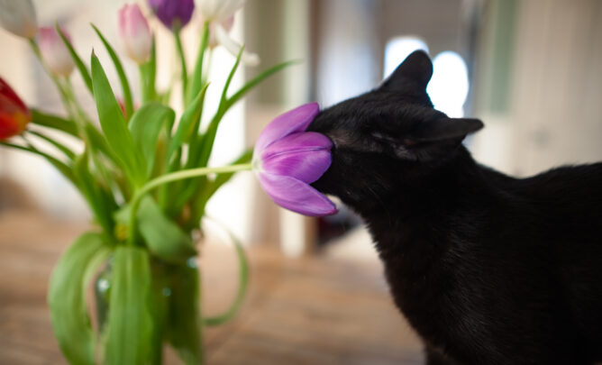 Neugierige schwarze Katze schnuppert an einer Tulpe.