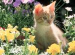 Kätzchen zwischen bunten Blumen im Mai.