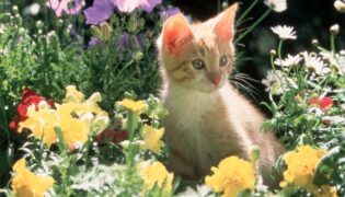 Kätzchen zwischen bunten Blumen im Mai.