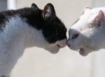 Zwei Katzen kämpfen.