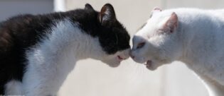 Zwei Katzen kämpfen.