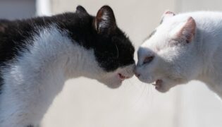 Zwei Katzen kämpfen.