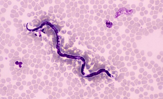 Dirofilaria. Herzwurm.