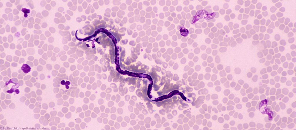 Dirofilaria. Herzwurm.