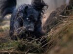 Schwarzer Hund buddelt im Wald.
