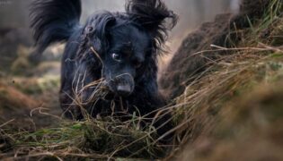 Schwarzer Hund buddelt im Wald.